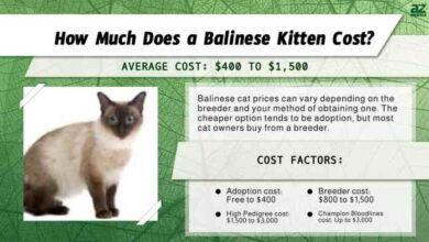 Cost of balinese cat