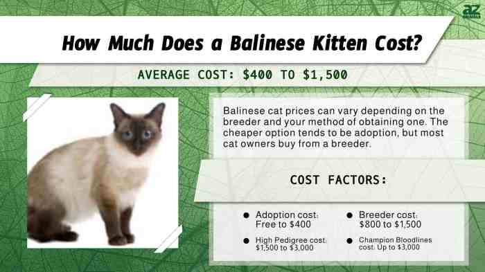 Cost of balinese cat