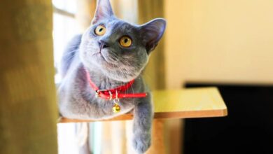 Korat Cat Breed Overview, Facts And Information - Exploring The Korat ...