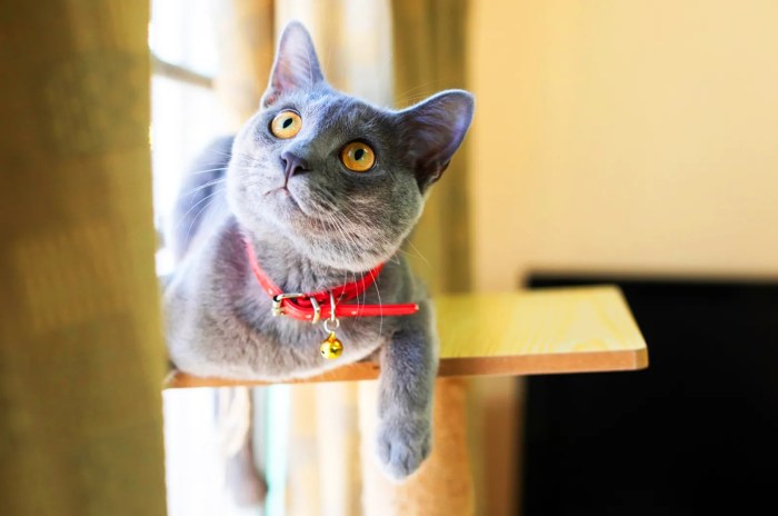 Korat Cat Breed Overview, Facts And Information - Exploring The Korat ...