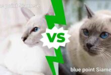 Lavender point siamese kittens