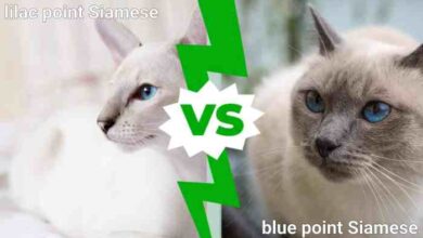 Lavender point siamese kittens
