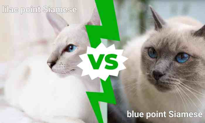 Lavender point siamese kittens