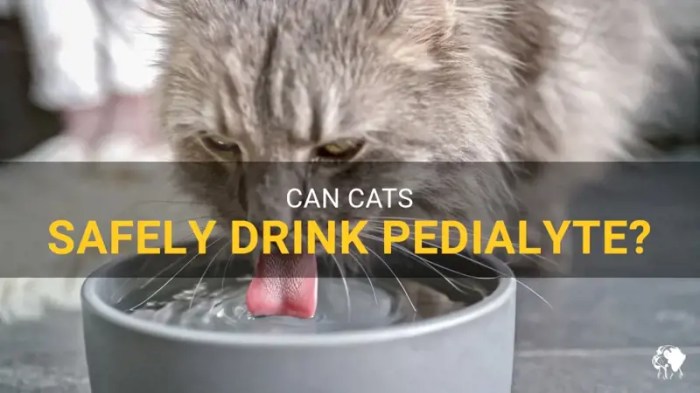 Pedialyte For Cats: Is It Safe And Effective? | PetShun