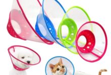 Elizabethan collar hi-res stock photography and images - Alamy