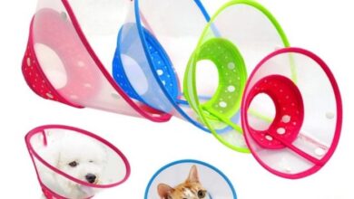 Elizabethan collar hi-res stock photography and images - Alamy