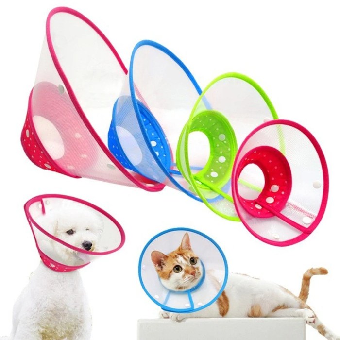 Elizabethan collar hi-res stock photography and images - Alamy