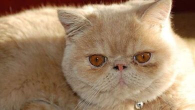 10 Flat Faced Cat Breeds You'll Love I The Discerning Cat