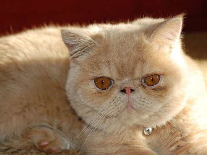 10 Flat Faced Cat Breeds You'll Love I The Discerning Cat