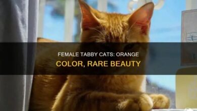 Female Tabby Cats: Orange Color, Rare Beauty | PetShun