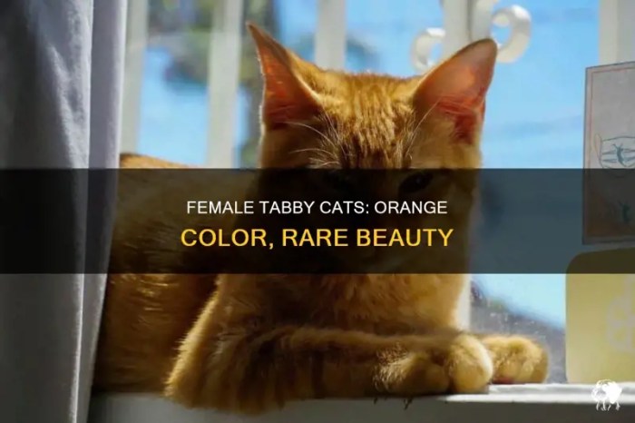 Female Tabby Cats: Orange Color, Rare Beauty | PetShun