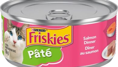 Wet cat food for kitten