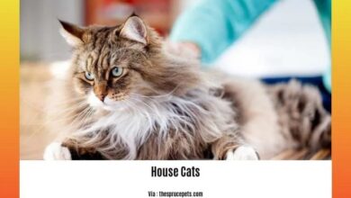 10 Intriguing Facts About House Cats: Unveiling the Enigmatic Nature of ...