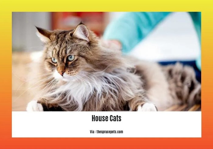10 Intriguing Facts About House Cats: Unveiling the Enigmatic Nature of ...