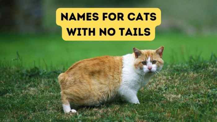 Cat breeds no tail