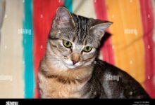 Striped cat names female