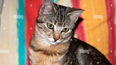 Striped cat names female