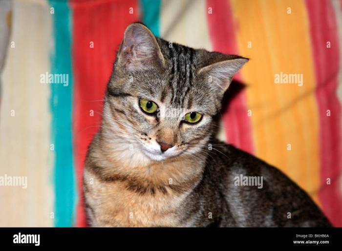 Striped cat names female