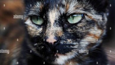 Brown ticked tabby cat