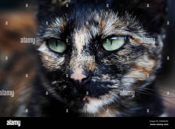 Brown ticked tabby cat