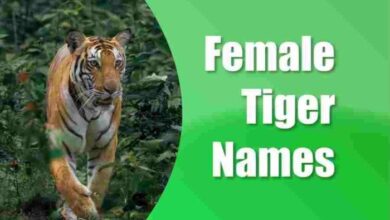 500+ Tiger Names That Will Totally Amaze You! – NamingPet