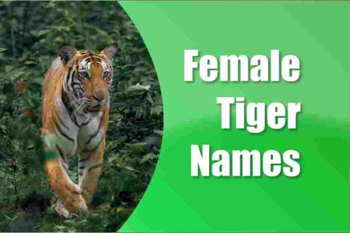 500+ Tiger Names That Will Totally Amaze You! – NamingPet