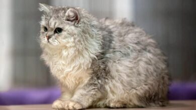 7 Flat-Faced Cats With Smushed Faces | PetMD