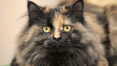 Tortoiseshell Cats: Understanding Their Lifespan And Longevity | PetShun