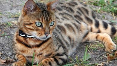 How big does a full-grown Bengal cat get? Here is the answer