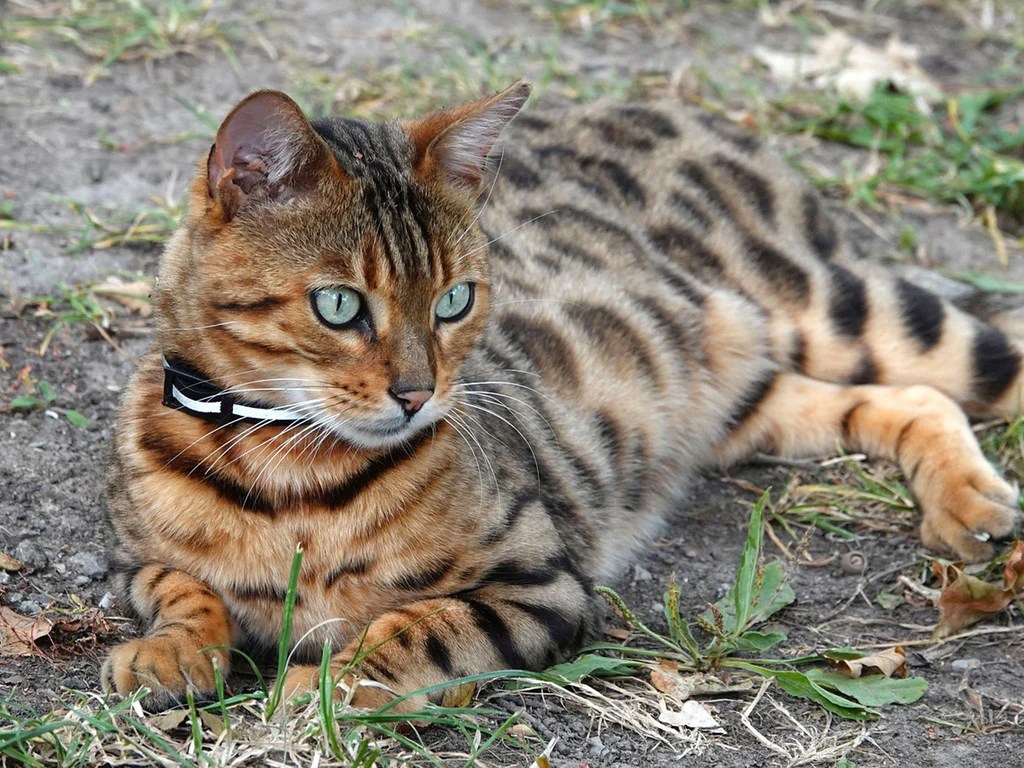 How big does a full-grown Bengal cat get? Here is the answer