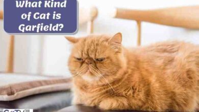 10 Garfield Cat Breeds | WordyWanderings