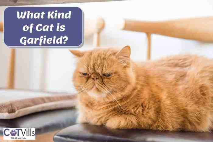10 Garfield Cat Breeds | WordyWanderings