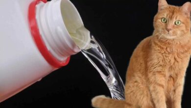 Why Do Cats Like the Smell of Bleach? This is the Answer