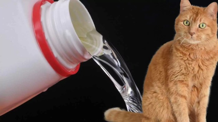 Why Do Cats Like the Smell of Bleach? This is the Answer