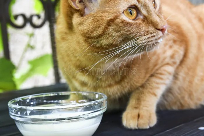Lost ginger cat. : r/longbeach