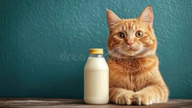 Cute Fluffy Ginger Cat Meowing Asking Stock Vector (Royalty Free ...