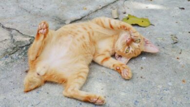 Why Do Cats Roll In Dirt? 12 Reasons For Dust Baths