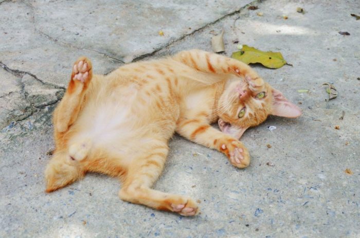 Why Do Cats Roll In Dirt? 12 Reasons For Dust Baths
