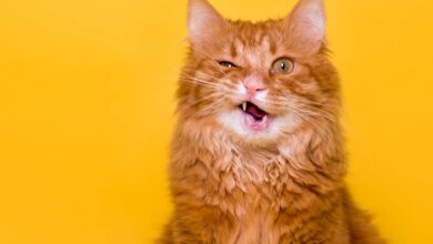 Tabby cats with m on forehead