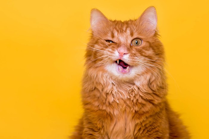 Tabby cats with m on forehead