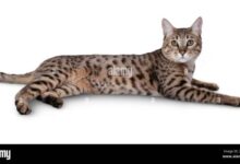 8 Cats That Look Like Leopards, Cheetahs, and Other Wild Felines ...