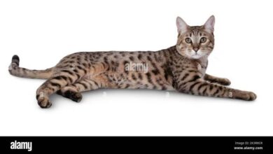 8 Cats That Look Like Leopards, Cheetahs, and Other Wild Felines ...