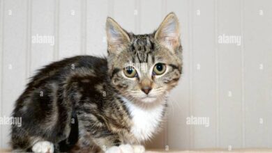 Grey tabby cats