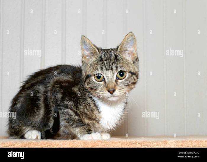 Grey tabby cats