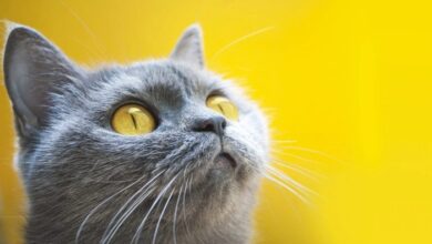 What Colors Do Cats Like The Most Feline Favorites | WordSCR