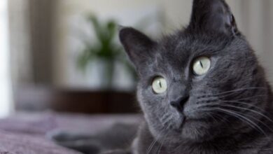 Latin Pet Names and Compliments