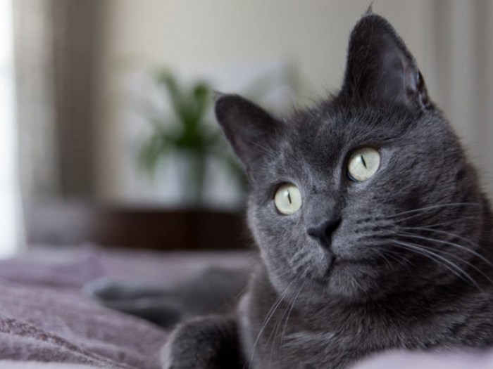 Latin Pet Names and Compliments