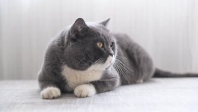 Discover 46 Grey Tuxedo Cats and Cats Illustration Ideas | cute cats ...