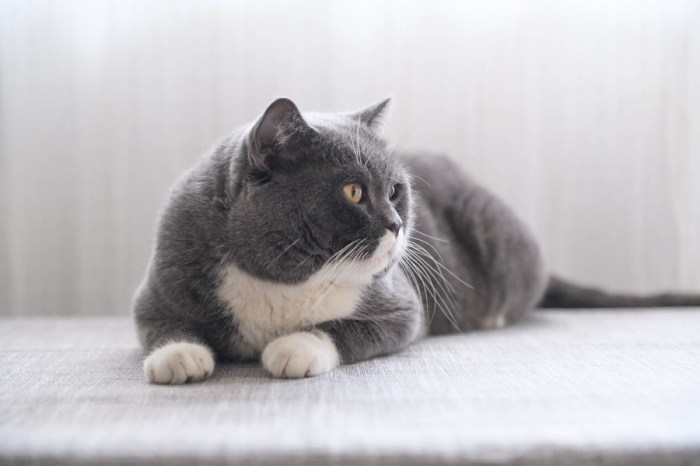 Discover 46 Grey Tuxedo Cats and Cats Illustration Ideas | cute cats ...