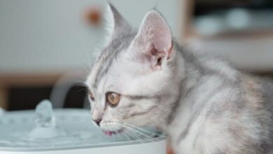 Best cat drinking fountains